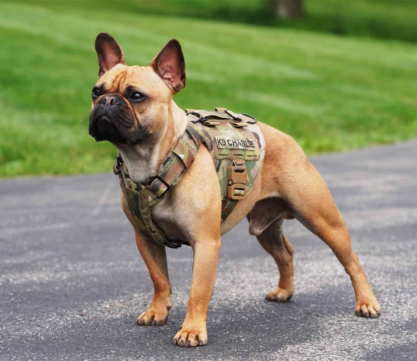 Frenchie Personalized Vest-style Tactical Chest Harness