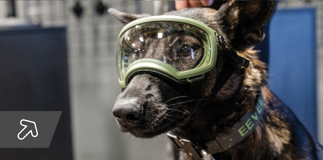 store dog wearing goggles